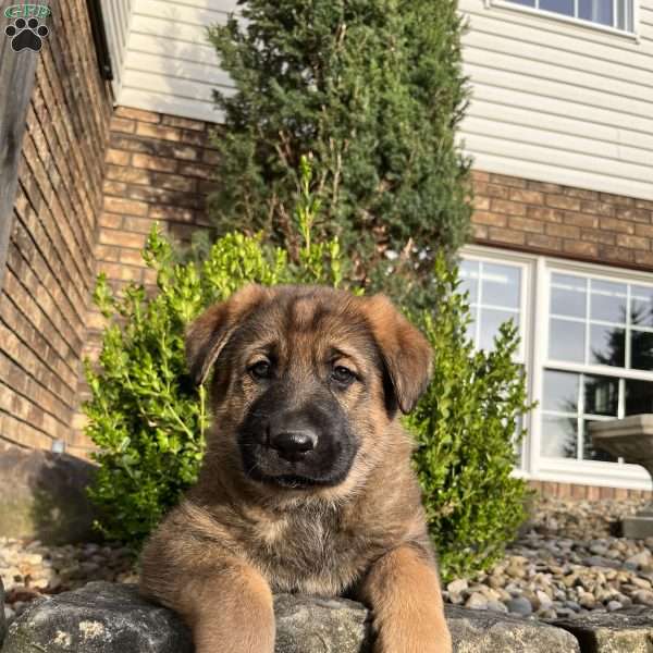 April, German Shepherd Puppy