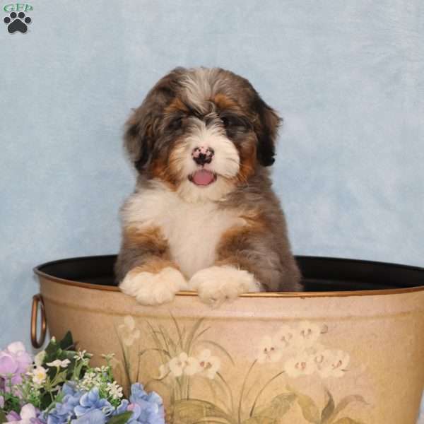 Patches, Mini Bernedoodle Puppy