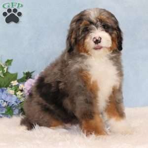 Patches, Mini Bernedoodle Puppy