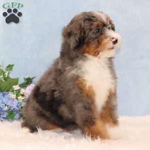 Patches, Mini Bernedoodle Puppy