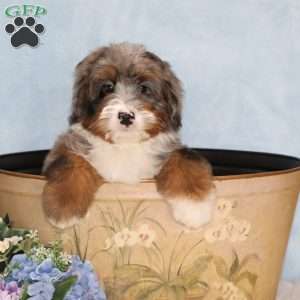 Petunia, Mini Bernedoodle Puppy