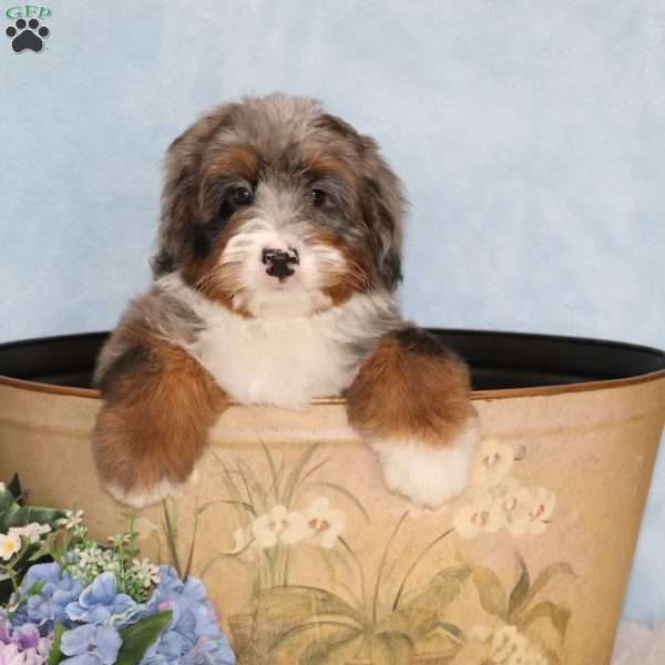 Petunia, Mini Bernedoodle Puppy