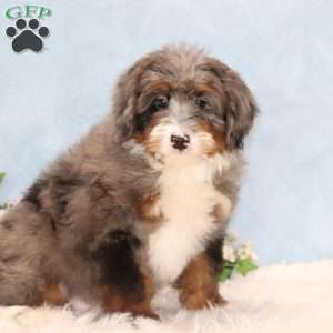 Petunia, Mini Bernedoodle Puppy