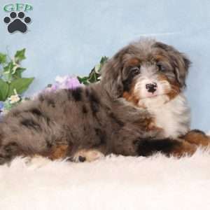 Petunia, Mini Bernedoodle Puppy
