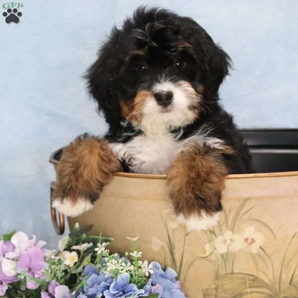 Pearl, Mini Bernedoodle Puppy