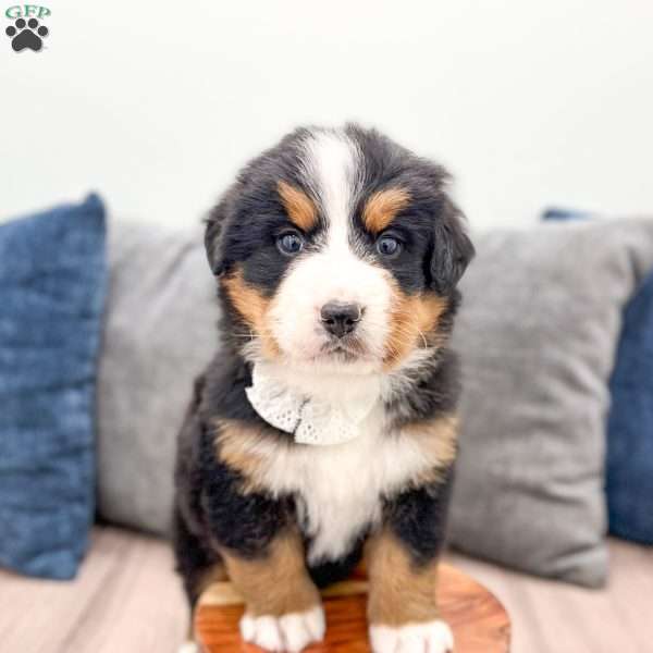 Rain, Bernese Mountain Dog Puppy