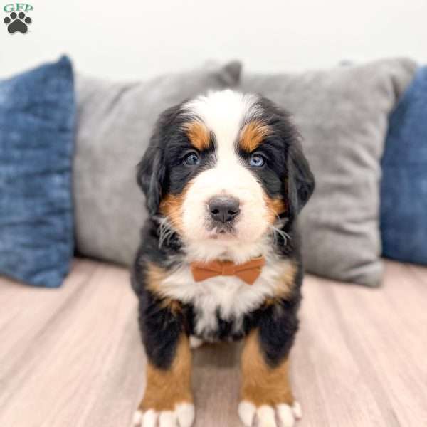 Banjo, Bernese Mountain Dog Puppy