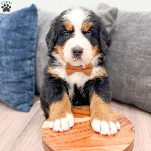 Banjo, Bernese Mountain Dog Puppy