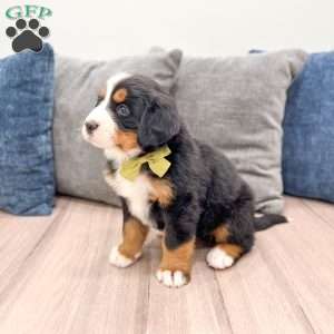 April, Bernese Mountain Dog Puppy