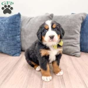 April, Bernese Mountain Dog Puppy
