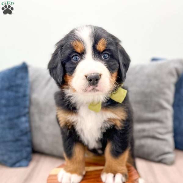 April, Bernese Mountain Dog Puppy