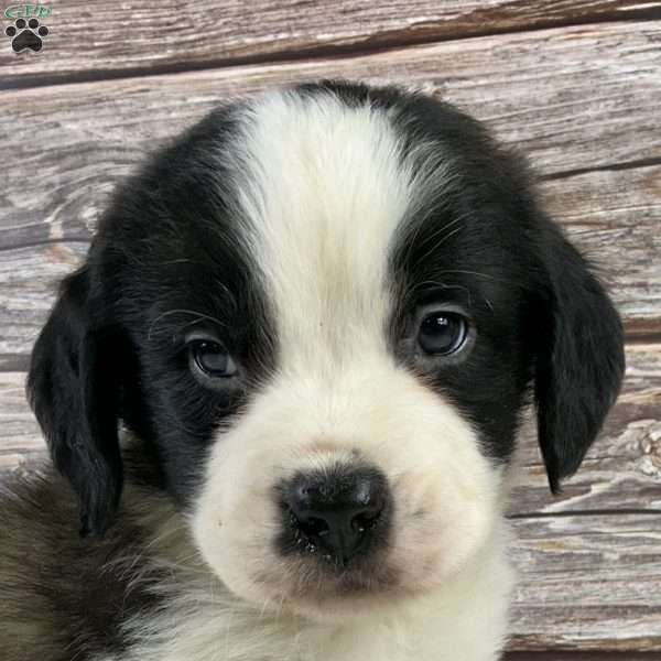 Frank, Saint Bernard Puppy