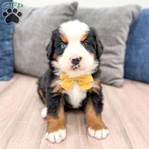 Murphy, Bernese Mountain Dog Puppy
