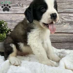Frank, Saint Bernard Puppy