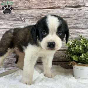 Frank, Saint Bernard Puppy