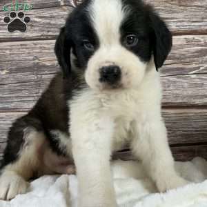 Frank, Saint Bernard Puppy