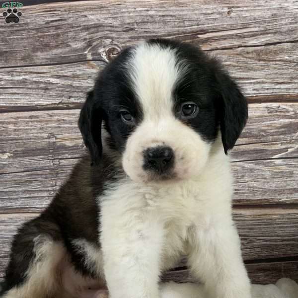 Frank, Saint Bernard Puppy