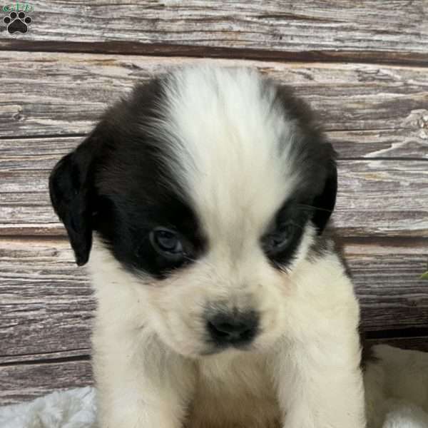 Spark, Saint Bernard Puppy