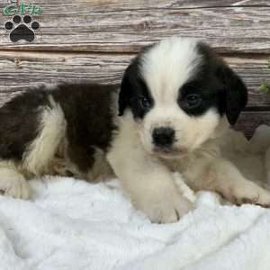 Spark, Saint Bernard Puppy