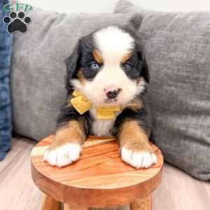 Murphy, Bernese Mountain Dog Puppy