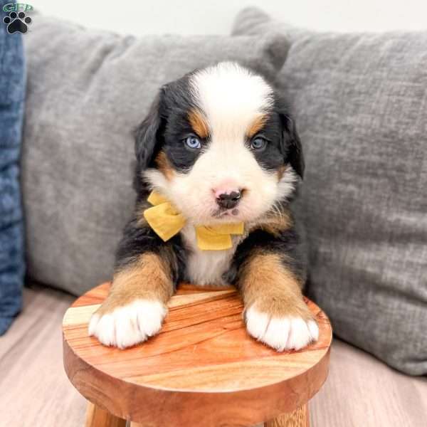 Murphy, Bernese Mountain Dog Puppy