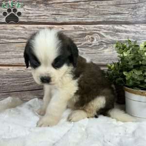 Spark, Saint Bernard Puppy