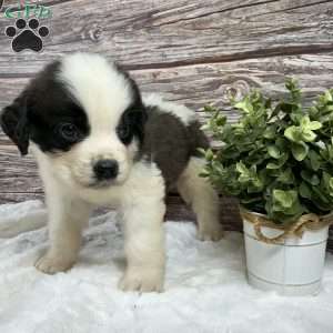 Spark, Saint Bernard Puppy
