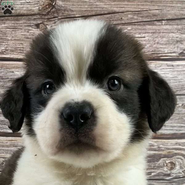 Ryker, Saint Bernard Puppy