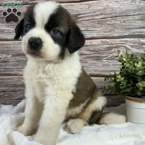 Ryker, Saint Bernard Puppy
