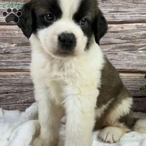 Ryker, Saint Bernard Puppy