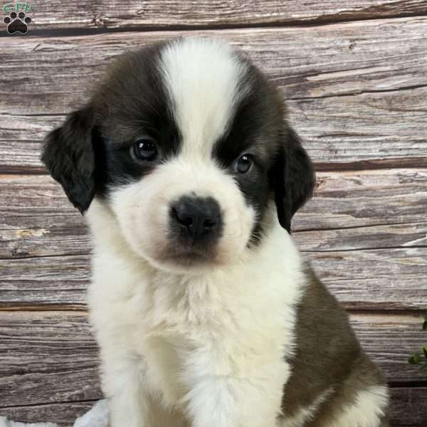 Ryker, Saint Bernard Puppy