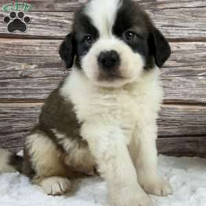 Ryker, Saint Bernard Puppy