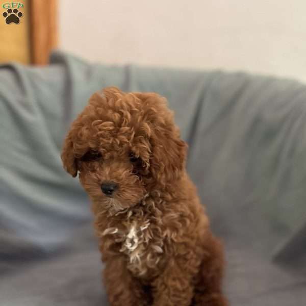 Tiny Tim, Toy Poodle Puppy