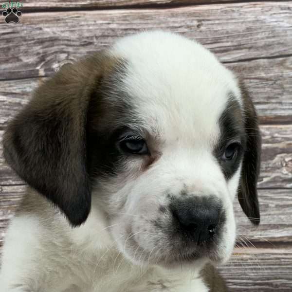Tammy, Saint Bernard Puppy