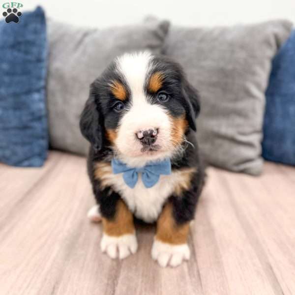 River, Bernese Mountain Dog Puppy