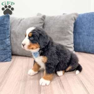River, Bernese Mountain Dog Puppy