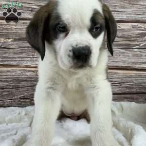 Tammy, Saint Bernard Puppy