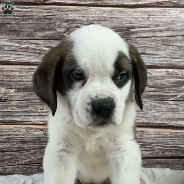 Tammy, Saint Bernard Puppy