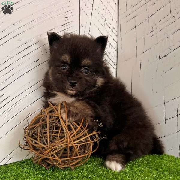 Prince, Pomeranian Puppy
