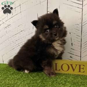 Prince, Pomeranian Puppy