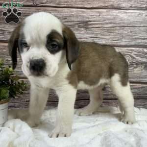 Tammy, Saint Bernard Puppy