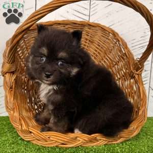 Prince, Pomeranian Puppy