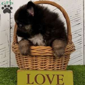 Prince, Pomeranian Puppy