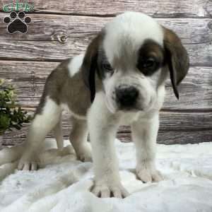 Tammy, Saint Bernard Puppy