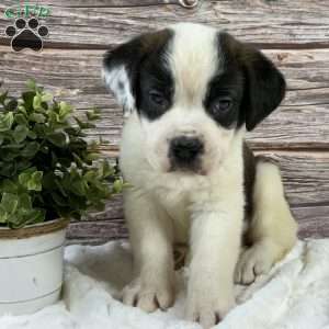 Violet, Saint Bernard Puppy