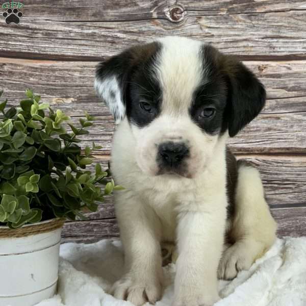 Violet, Saint Bernard Puppy