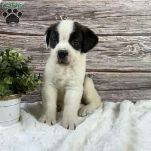 Violet, Saint Bernard Puppy