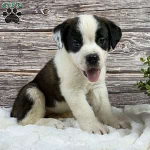 Violet, Saint Bernard Puppy