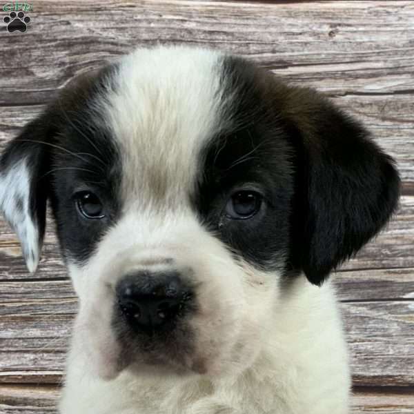 Violet, Saint Bernard Puppy