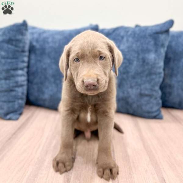 Blaze, Silver Labrador Retriever Puppy